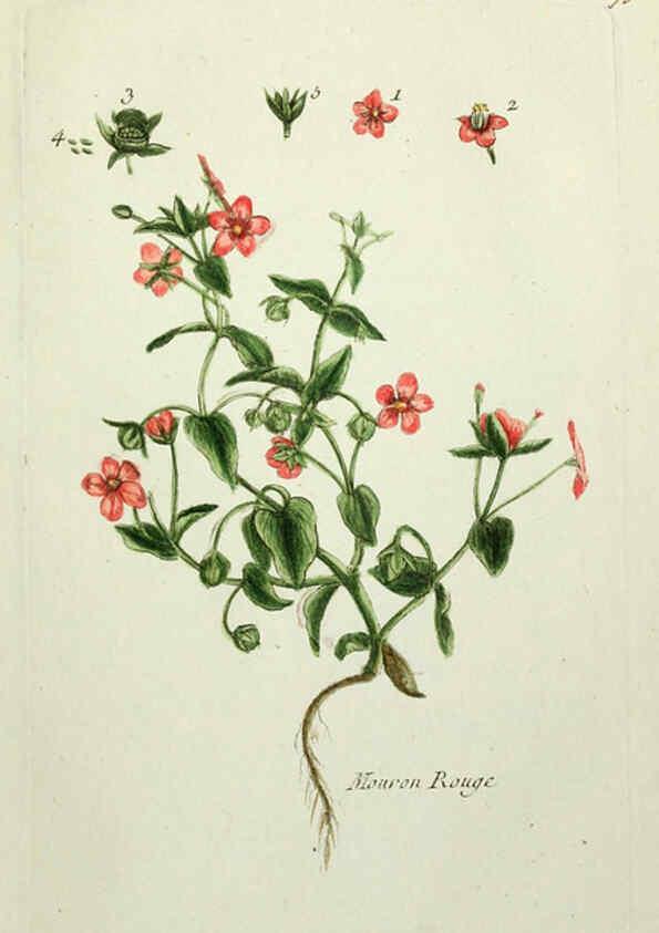 Reproducción/Reproduction 6055495131: Flora Parisiensis. v.1. Paris,P.F. Didot,1776-1783