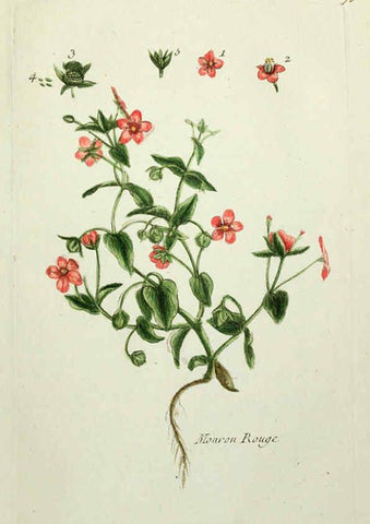 Reproducción/Reproduction 6055495131: Flora Parisiensis. v.1. Paris,P.F. Didot,1776-1783