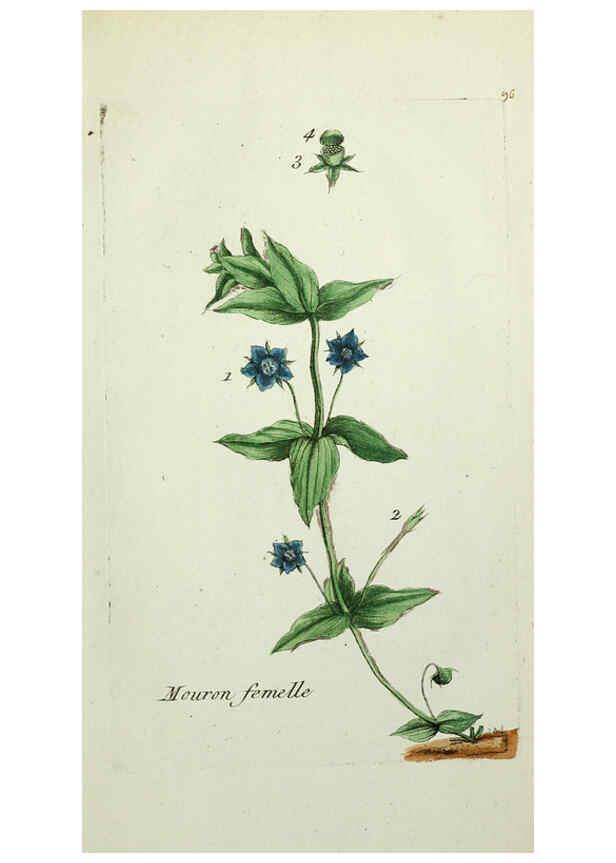 Reproducción/Reproduction 6056042666: Flora Parisiensis. v.1. Paris,P.F. Didot,1776-1783