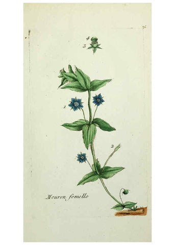 Reproducción/Reproduction 6056042666: Flora Parisiensis. v.1. Paris,P.F. Didot,1776-1783