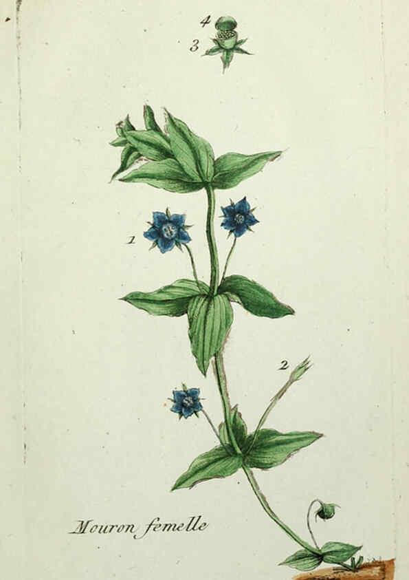 Reproducción/Reproduction 6056042666: Flora Parisiensis. v.1. Paris,P.F. Didot,1776-1783