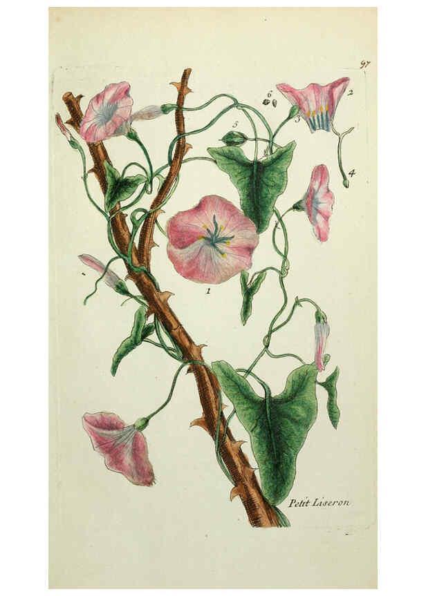 Reproducción/Reproduction 6055495633: Flora Parisiensis. v.1. Paris,P.F. Didot,1776-1783