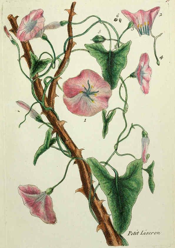 Reproducción/Reproduction 6055495633: Flora Parisiensis. v.1. Paris,P.F. Didot,1776-1783