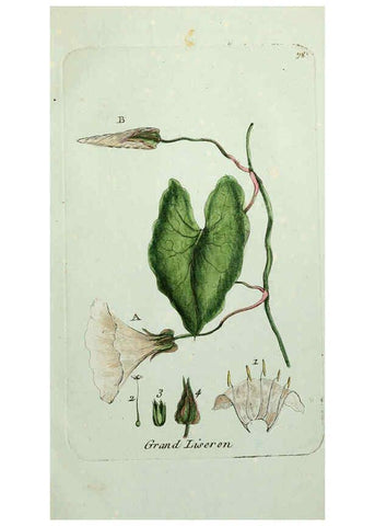 Reproducción/Reproduction 6055495801: Flora Parisiensis. v.1. Paris,P.F. Didot,1776-1783