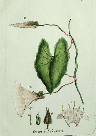 Reproducción/Reproduction 6055495801: Flora Parisiensis. v.1. Paris,P.F. Didot,1776-1783