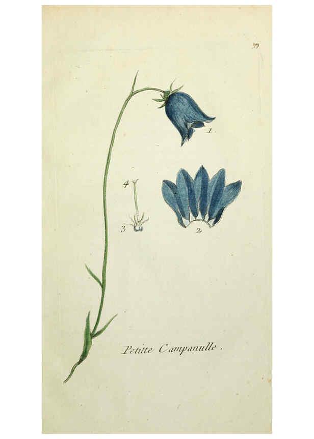 Reproducción/Reproduction 6056043314: Flora Parisiensis. v.1. Paris,P.F. Didot,1776-1783