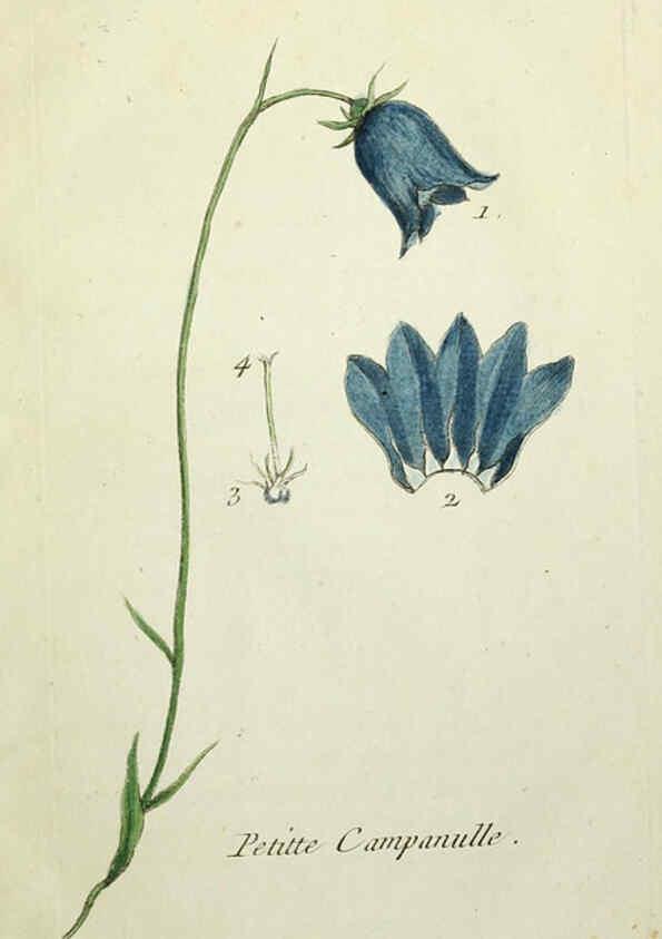 Reproducción/Reproduction 6056043314: Flora Parisiensis. v.1. Paris,P.F. Didot,1776-1783