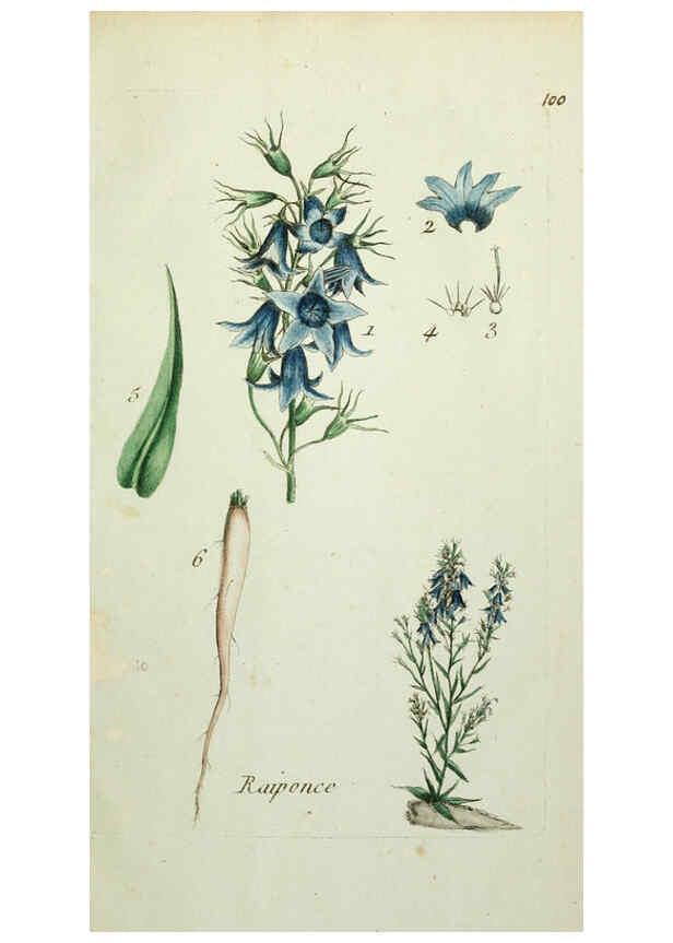 Reproducción/Reproduction 6056043508: Flora Parisiensis. v.1. Paris,P.F. Didot,1776-1783