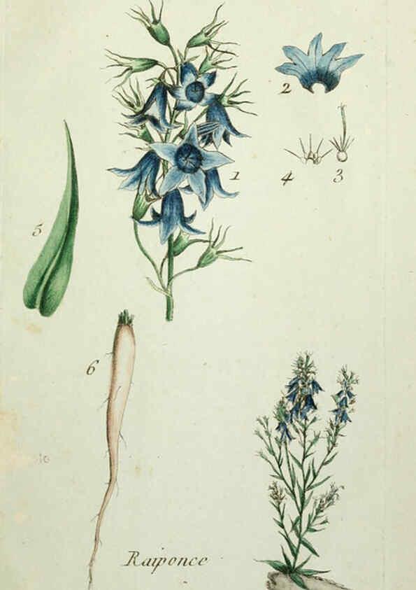 Reproducción/Reproduction 6056043508: Flora Parisiensis. v.1. Paris,P.F. Didot,1776-1783