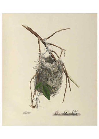 Reproducción/Reproduction 6056068484: Illustrations of the nests and eggs of birds of Ohio. v.1. Circleville, Ohio, U.S.A. :[s.n.],1886 