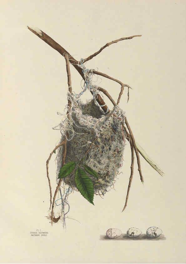 Reproducción/Reproduction 6056068484: Illustrations of the nests and eggs of birds of Ohio. v.1. Circleville, Ohio, U.S.A. :[s.n.],1886 