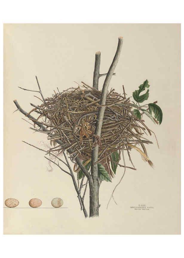Reproducción/Reproduction 6056087648: Illustrations of the nests and eggs of birds of Ohio. v.1. Circleville, Ohio, U.S.A. :[s.n.],1886 