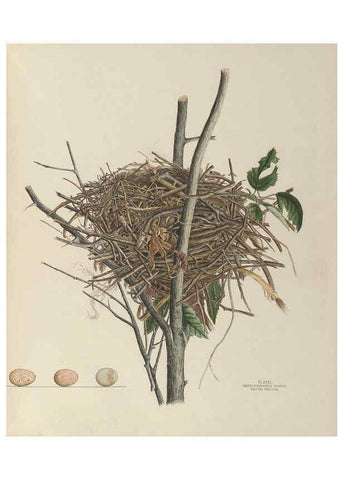 Reproducción/Reproduction 6056087648: Illustrations of the nests and eggs of birds of Ohio. v.1. Circleville, Ohio, U.S.A. :[s.n.],1886 