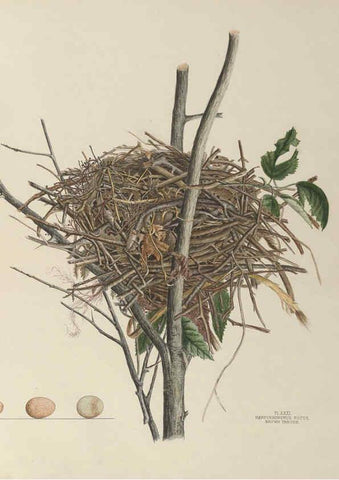 Reproducción/Reproduction 6056087648: Illustrations of the nests and eggs of birds of Ohio. v.1. Circleville, Ohio, U.S.A. :[s.n.],1886 