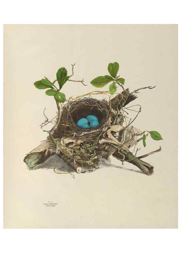 Reproducción/Reproduction 6056081232: Illustrations of the nests and eggs of birds of Ohio. v.1. Circleville, Ohio, U.S.A. :[s.n.],1886 