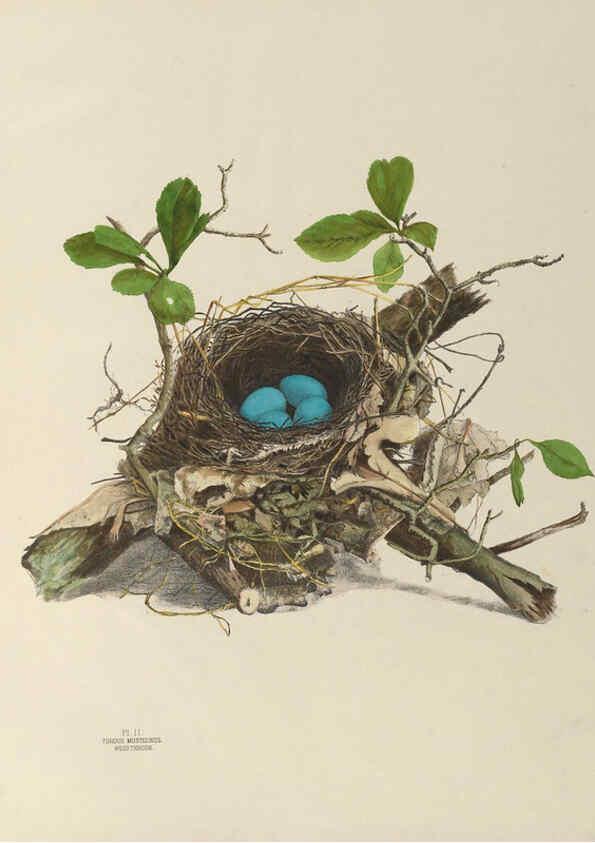 Reproducción/Reproduction 6056081232: Illustrations of the nests and eggs of birds of Ohio. v.1. Circleville, Ohio, U.S.A. :[s.n.],1886 