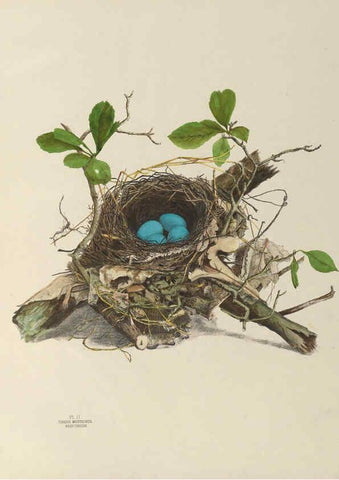 Reproducción/Reproduction 6056081232: Illustrations of the nests and eggs of birds of Ohio. v.1. Circleville, Ohio, U.S.A. :[s.n.],1886 
