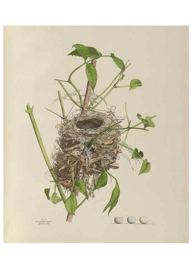 Reproducción/Reproduction 6055534885: Illustrations of the nests and eggs of birds of Ohio. v.1. Circleville, Ohio, U.S.A. :[s.n.],1886 