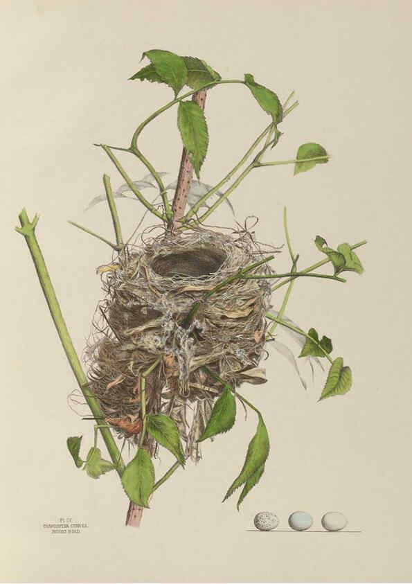 Reproducción/Reproduction 6055534885: Illustrations of the nests and eggs of birds of Ohio. v.1. Circleville, Ohio, U.S.A. :[s.n.],1886 