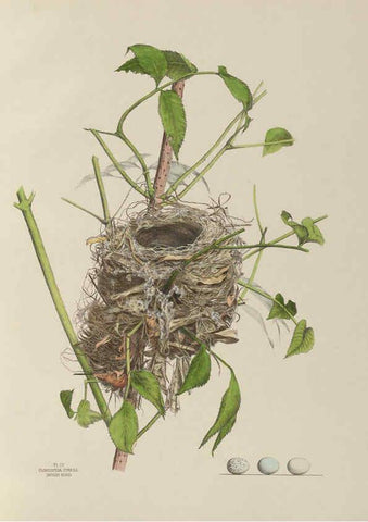 Reproducción/Reproduction 6055534885: Illustrations of the nests and eggs of birds of Ohio. v.1. Circleville, Ohio, U.S.A. :[s.n.],1886 