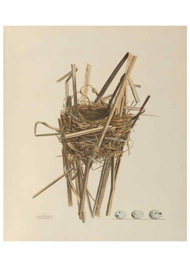 Reproducción/Reproduction 6056081902: Illustrations of the nests and eggs of birds of Ohio. v.1. Circleville, Ohio, U.S.A. :[s.n.],1886 