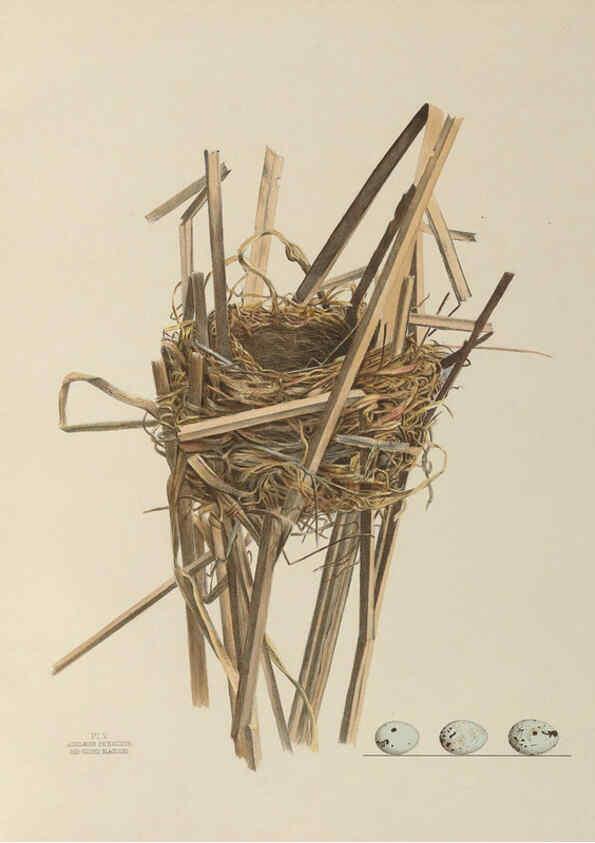 Reproducción/Reproduction 6056081902: Illustrations of the nests and eggs of birds of Ohio. v.1. Circleville, Ohio, U.S.A. :[s.n.],1886 