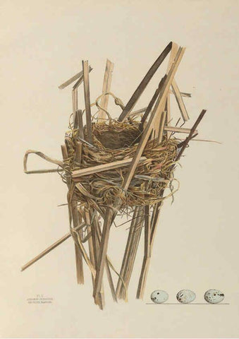 Reproducción/Reproduction 6056081902: Illustrations of the nests and eggs of birds of Ohio. v.1. Circleville, Ohio, U.S.A. :[s.n.],1886 