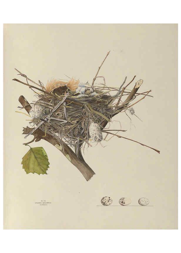 Reproducción/Reproduction 6056082142: Illustrations of the nests and eggs of birds of Ohio. v.1. Circleville, Ohio, U.S.A. :[s.n.],1886 