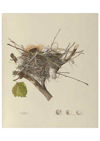Reproducción/Reproduction 6056082142: Illustrations of the nests and eggs of birds of Ohio. v.1. Circleville, Ohio, U.S.A. :[s.n.],1886 