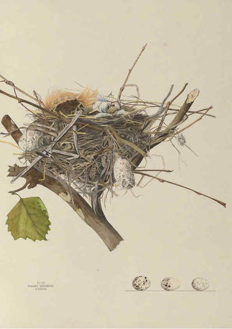 Reproducción/Reproduction 6056082142: Illustrations of the nests and eggs of birds of Ohio. v.1. Circleville, Ohio, U.S.A. :[s.n.],1886 
