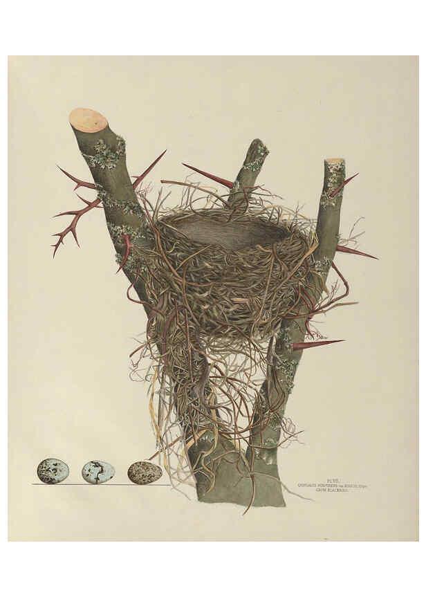 Reproducción/Reproduction 6055535543: Illustrations of the nests and eggs of birds of Ohio. v.1. Circleville, Ohio, U.S.A. :[s.n.],1886 