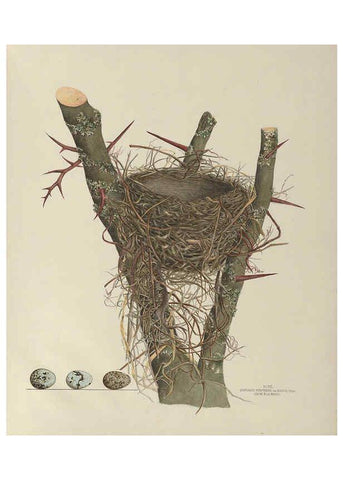 Reproducción/Reproduction 6055535543: Illustrations of the nests and eggs of birds of Ohio. v.1. Circleville, Ohio, U.S.A. :[s.n.],1886 