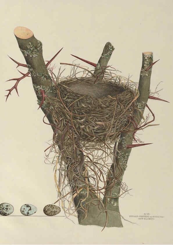 Reproducción/Reproduction 6055535543: Illustrations of the nests and eggs of birds of Ohio. v.1. Circleville, Ohio, U.S.A. :[s.n.],1886 