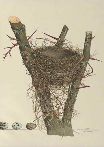 Reproducción/Reproduction 6055535543: Illustrations of the nests and eggs of birds of Ohio. v.1. Circleville, Ohio, U.S.A. :[s.n.],1886 