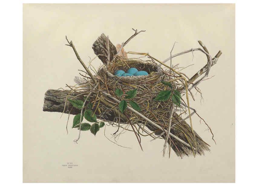 Reproducción/Reproduction 6055535705: Illustrations of the nests and eggs of birds of Ohio. v.1. Circleville, Ohio, U.S.A. :[s.n.],1886 
