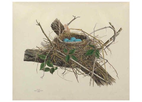 Reproducción/Reproduction 6055535705: Illustrations of the nests and eggs of birds of Ohio. v.1. Circleville, Ohio, U.S.A. :[s.n.],1886 