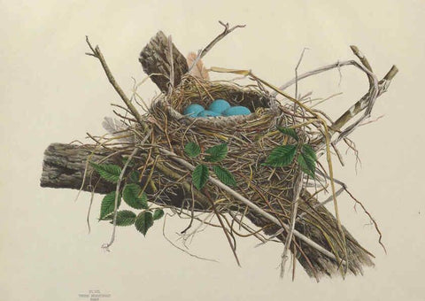 Reproducción/Reproduction 6055535705: Illustrations of the nests and eggs of birds of Ohio. v.1. Circleville, Ohio, U.S.A. :[s.n.],1886 