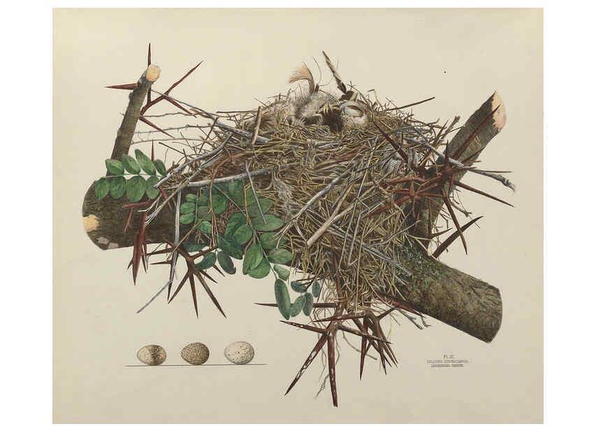 Reproducción/Reproduction 6055535885: Illustrations of the nests and eggs of birds of Ohio. v.1. Circleville, Ohio, U.S.A. :[s.n.],1886 