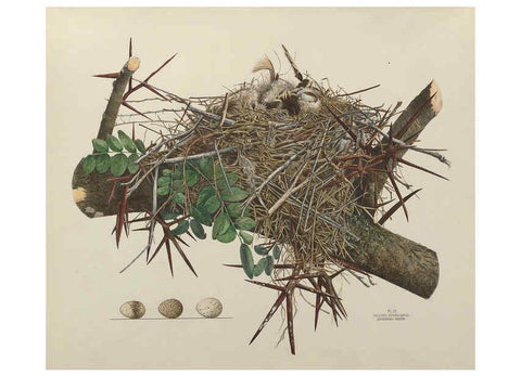 Reproducción/Reproduction 6055535885: Illustrations of the nests and eggs of birds of Ohio. v.1. Circleville, Ohio, U.S.A. :[s.n.],1886 