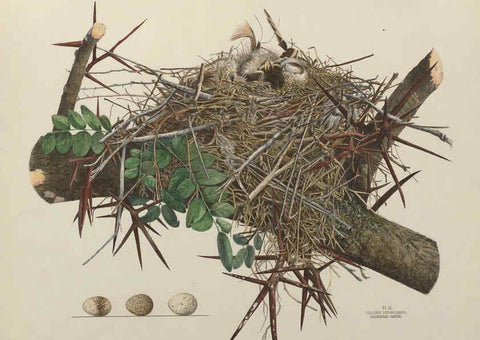 Reproducción/Reproduction 6055535885: Illustrations of the nests and eggs of birds of Ohio. v.1. Circleville, Ohio, U.S.A. :[s.n.],1886 