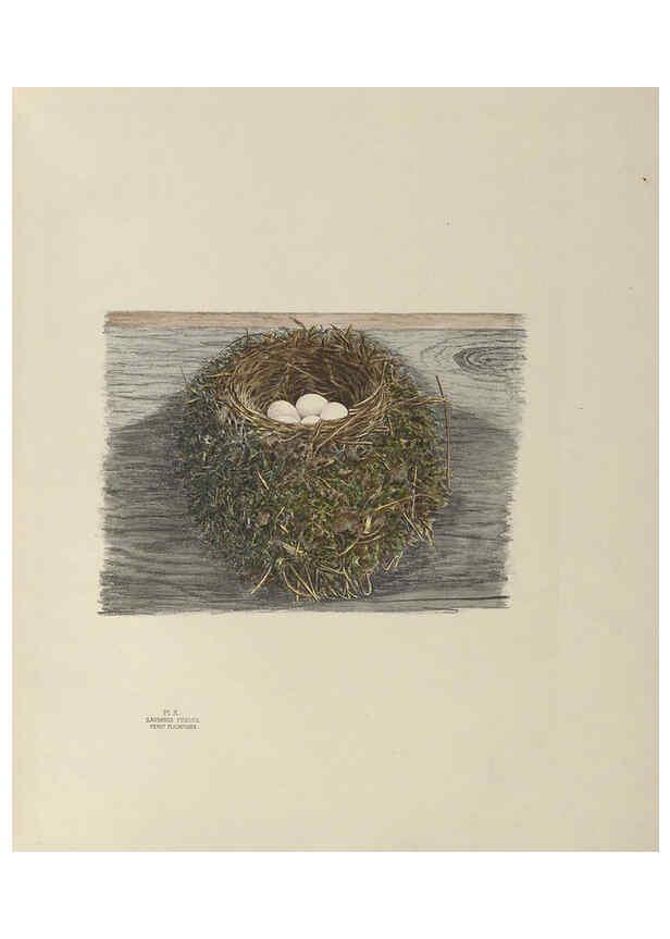 Reproducción/Reproduction 6056082940: Illustrations of the nests and eggs of birds of Ohio. v.1. Circleville, Ohio, U.S.A. :[s.n.],1886 