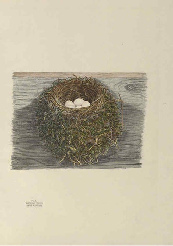 Reproducción/Reproduction 6056082940: Illustrations of the nests and eggs of birds of Ohio. v.1. Circleville, Ohio, U.S.A. :[s.n.],1886 