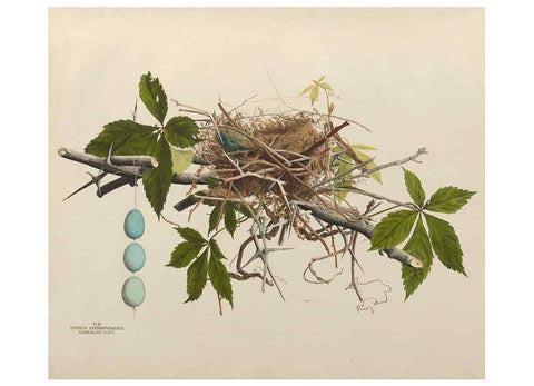Reproducción/Reproduction 6055534711: Illustrations of the nests and eggs of birds of Ohio. v.1. Circleville, Ohio, U.S.A. :[s.n.],1886 
