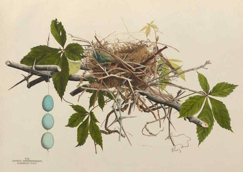 Reproducción/Reproduction 6055534711: Illustrations of the nests and eggs of birds of Ohio. v.1. Circleville, Ohio, U.S.A. :[s.n.],1886 