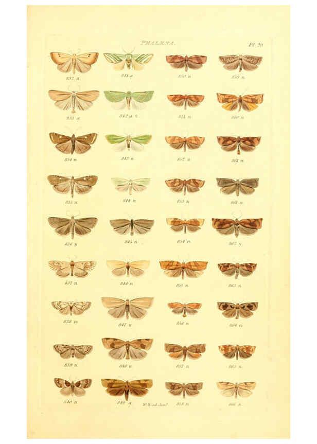 Reproducción/Reproduction 6055594561: Index entomologicus London :William Wood,1839