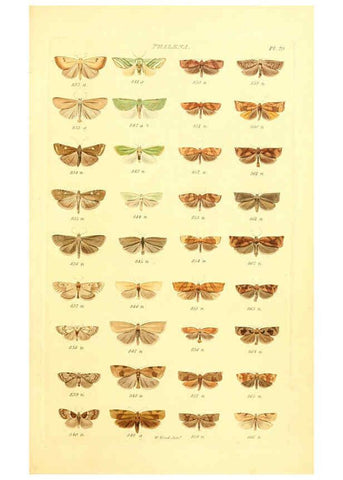 Reproducción/Reproduction 6055594561: Index entomologicus London :William Wood,1839