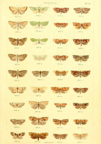 Reproducción/Reproduction 6055594561: Index entomologicus London :William Wood,1839