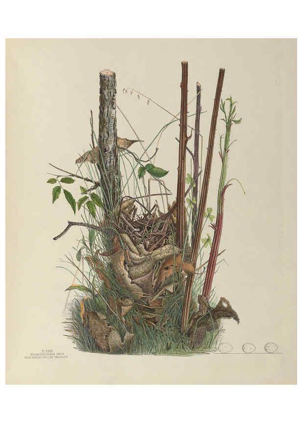 Reproducción/Reproduction 6056087928: Illustrations of the nests and eggs of birds of Ohio. v.1. Circleville, Ohio, U.S.A. :[s.n.],1886 