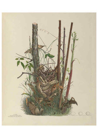 Reproducción/Reproduction 6056087928: Illustrations of the nests and eggs of birds of Ohio. v.1. Circleville, Ohio, U.S.A. :[s.n.],1886 