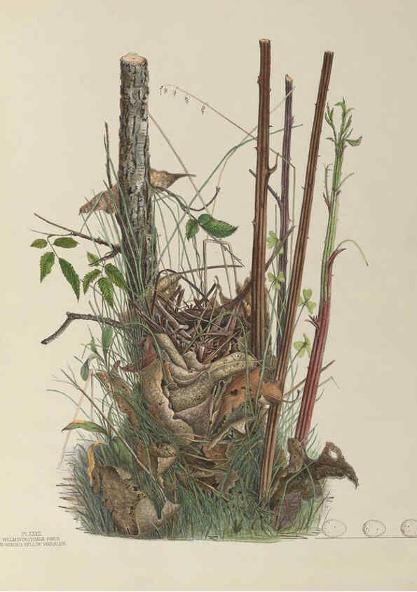 Reproducción/Reproduction 6056087928: Illustrations of the nests and eggs of birds of Ohio. v.1. Circleville, Ohio, U.S.A. :[s.n.],1886 